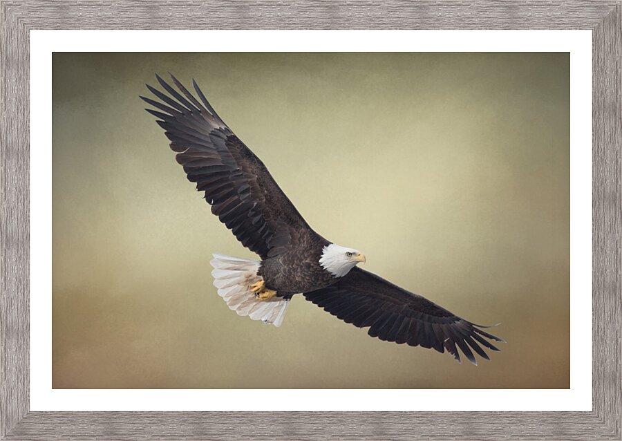 King of the Skies Picture Frame print