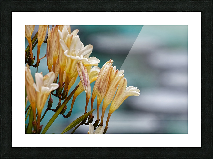 20210414IMG 8058 Picture Frame print