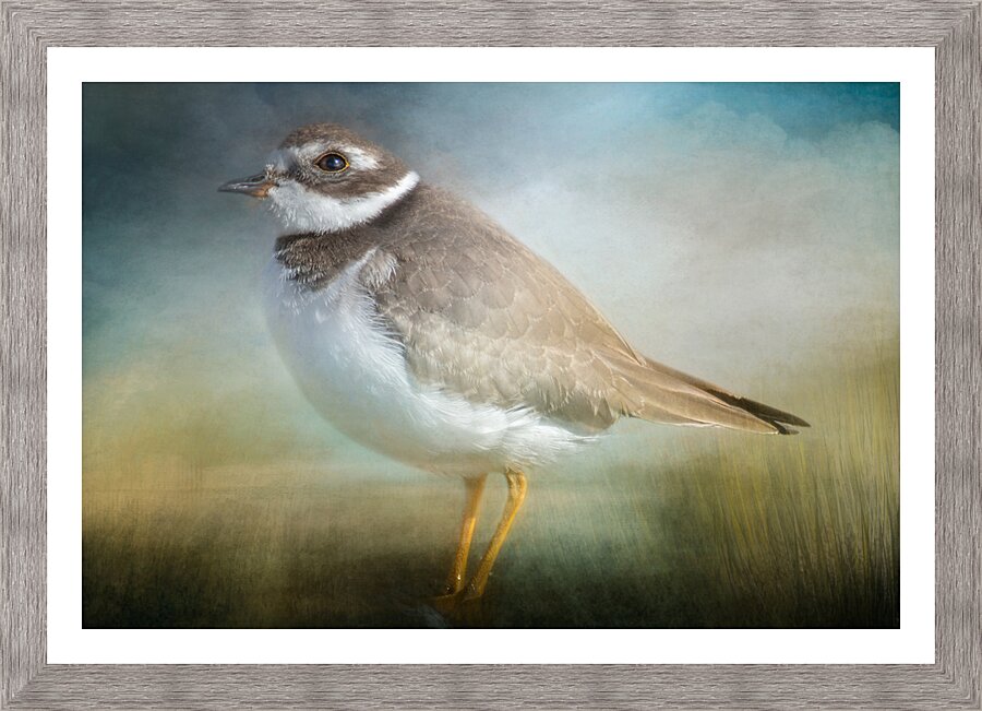 Semipalmated Plover Picture Frame print