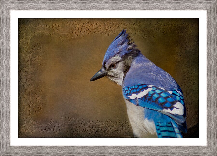 Blue Jay with texture Picture Frame print