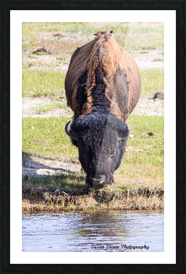 Bison-Reflections Picture Frame print