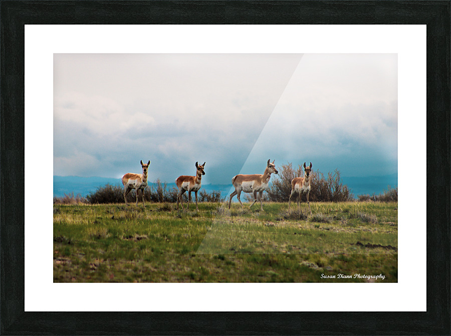 Where The Antelope Roam Picture Frame print