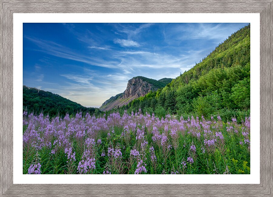 Fireweed at La Grand Falaise Picture Frame print