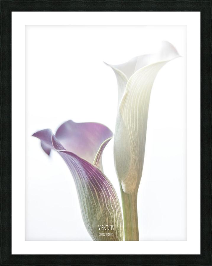 Diaphanes  Framed Print Print