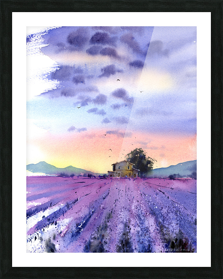 Lavender field  Framed Print Print