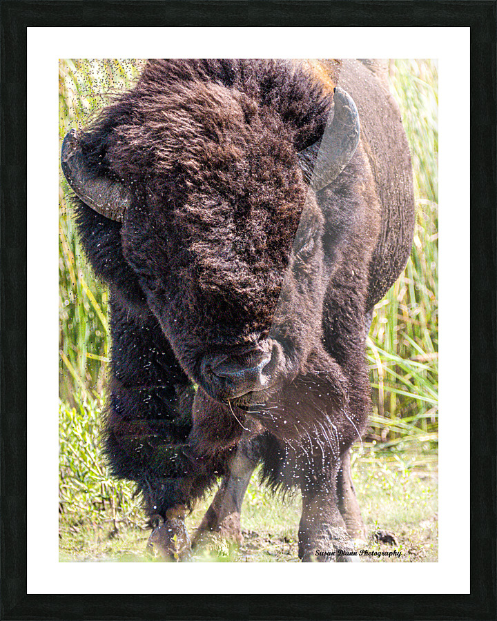 Shake It Off Picture Frame print