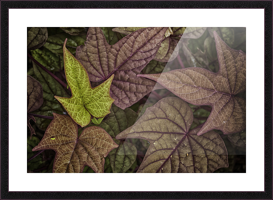 ivy Picture Frame print