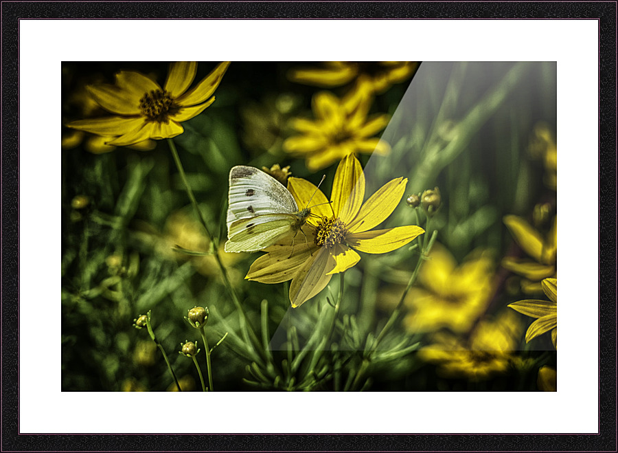 visitor Picture Frame print