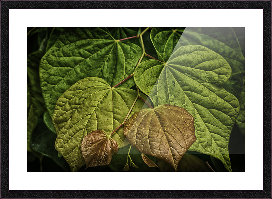 leaves Picture Frame print