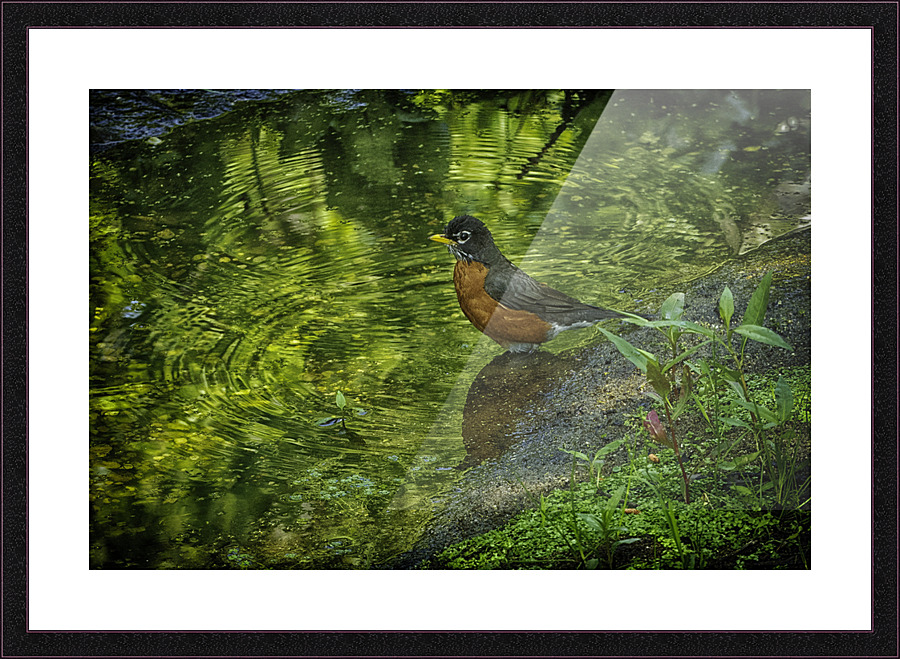 the messenger Picture Frame print
