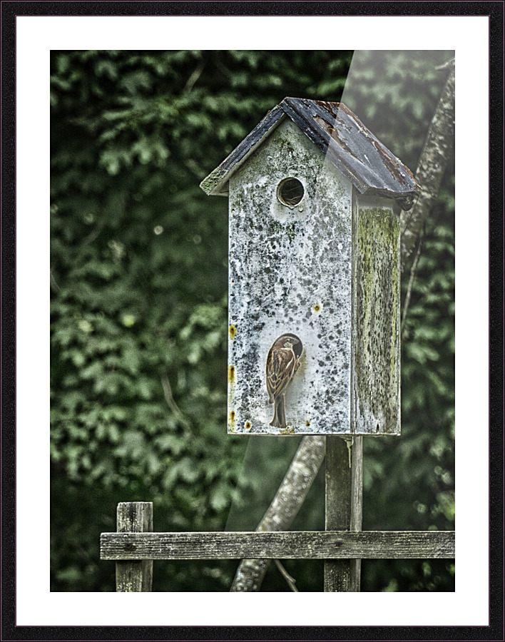 sparrow duplex Picture Frame print