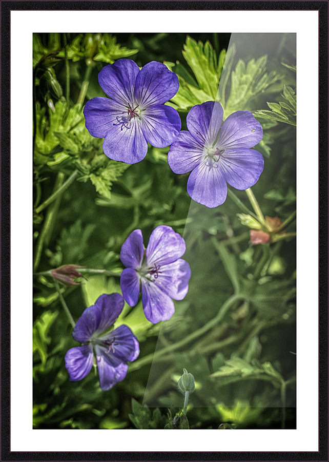 purple flowers Picture Frame print