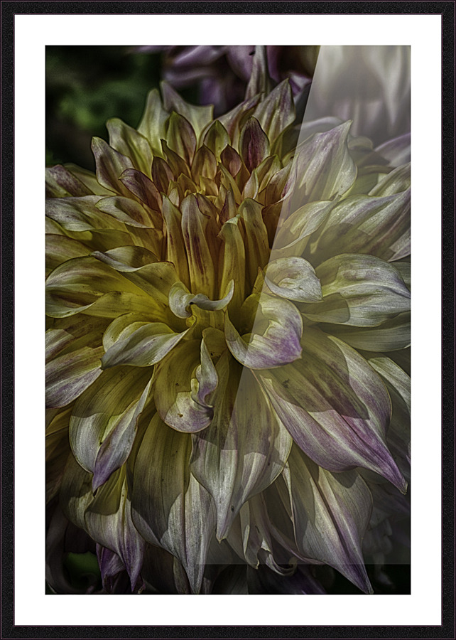 dahlia one Picture Frame print