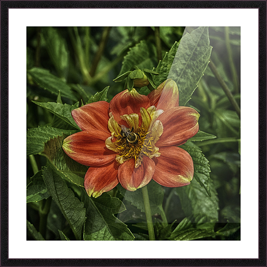 visitor two Picture Frame print