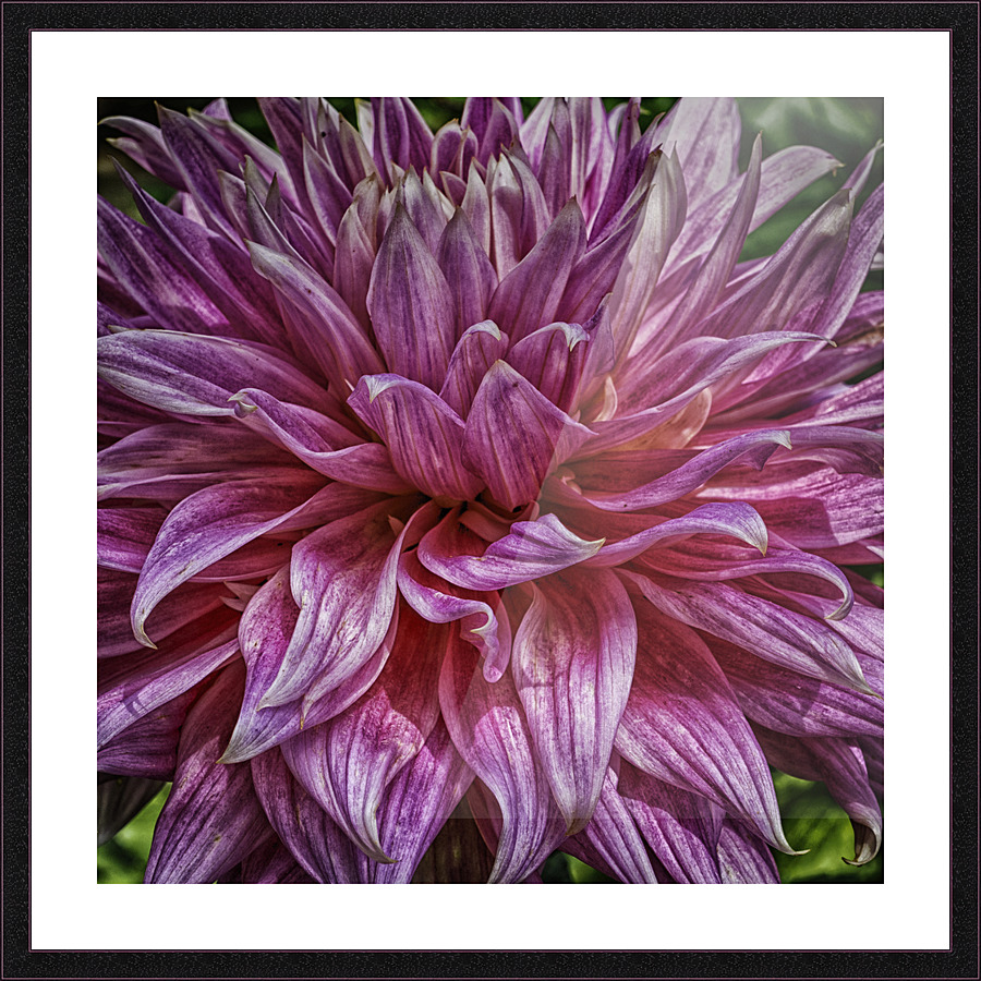 dahlia two Picture Frame print