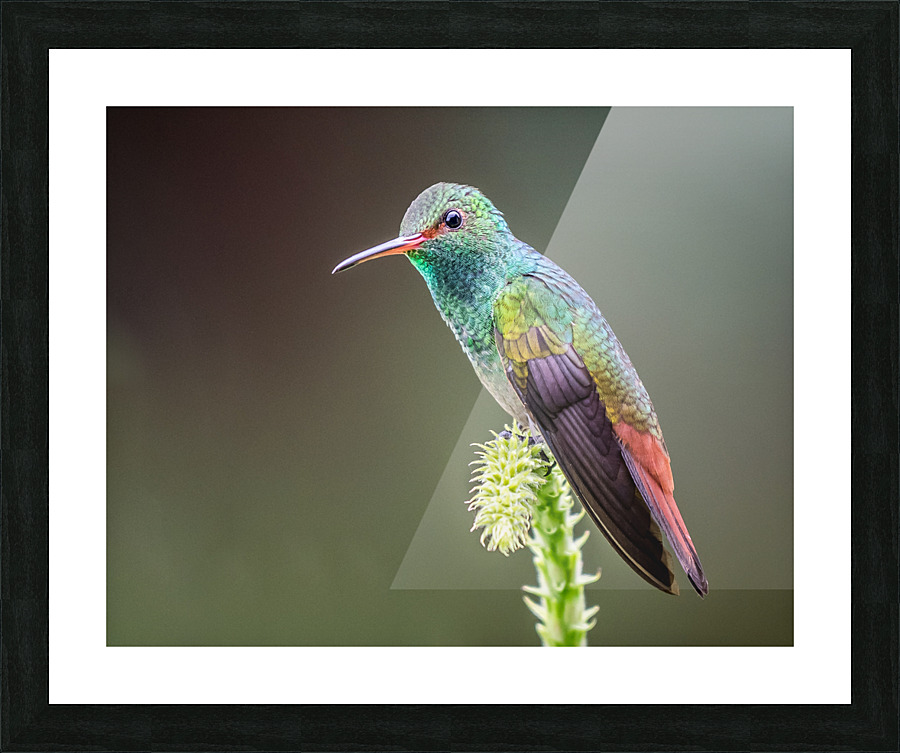 Taking a break from humming  Framed Print Print