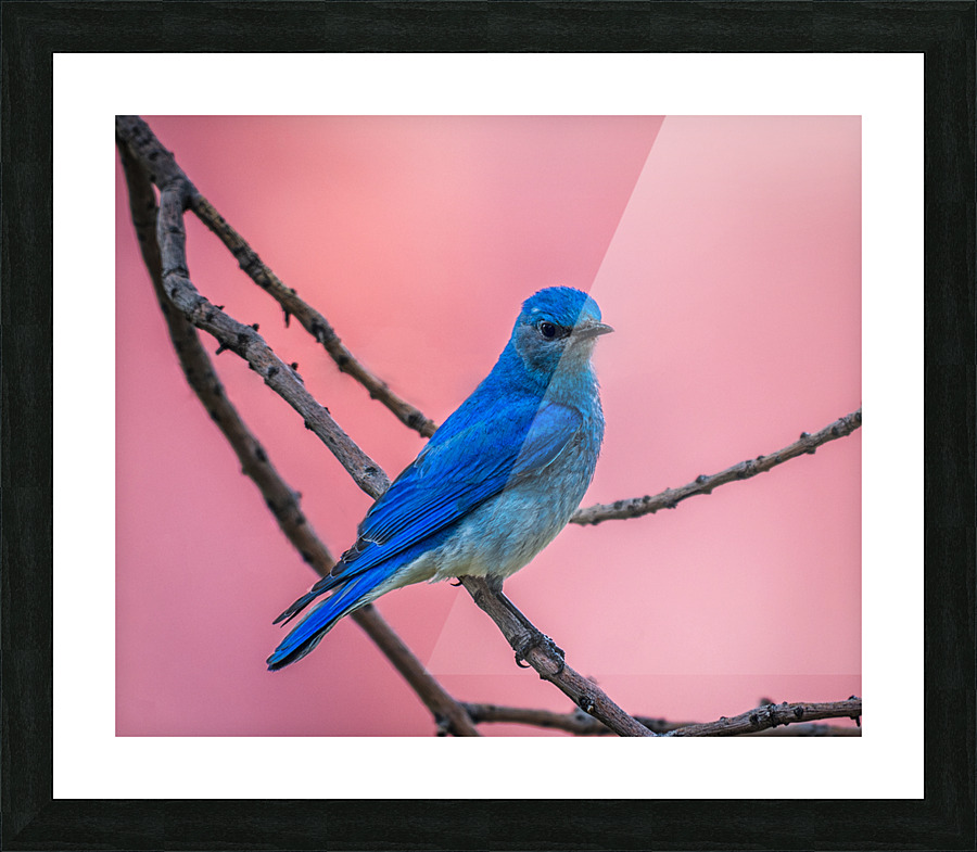 Mountain Bluebird  Framed Print Print