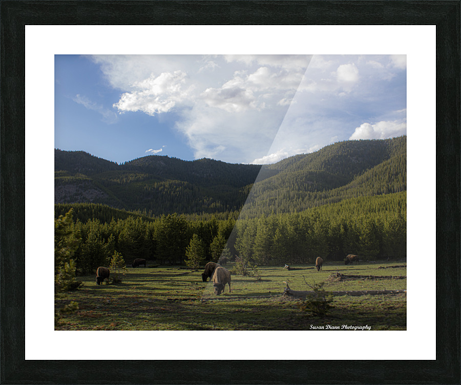 Bison Valley Picture Frame print