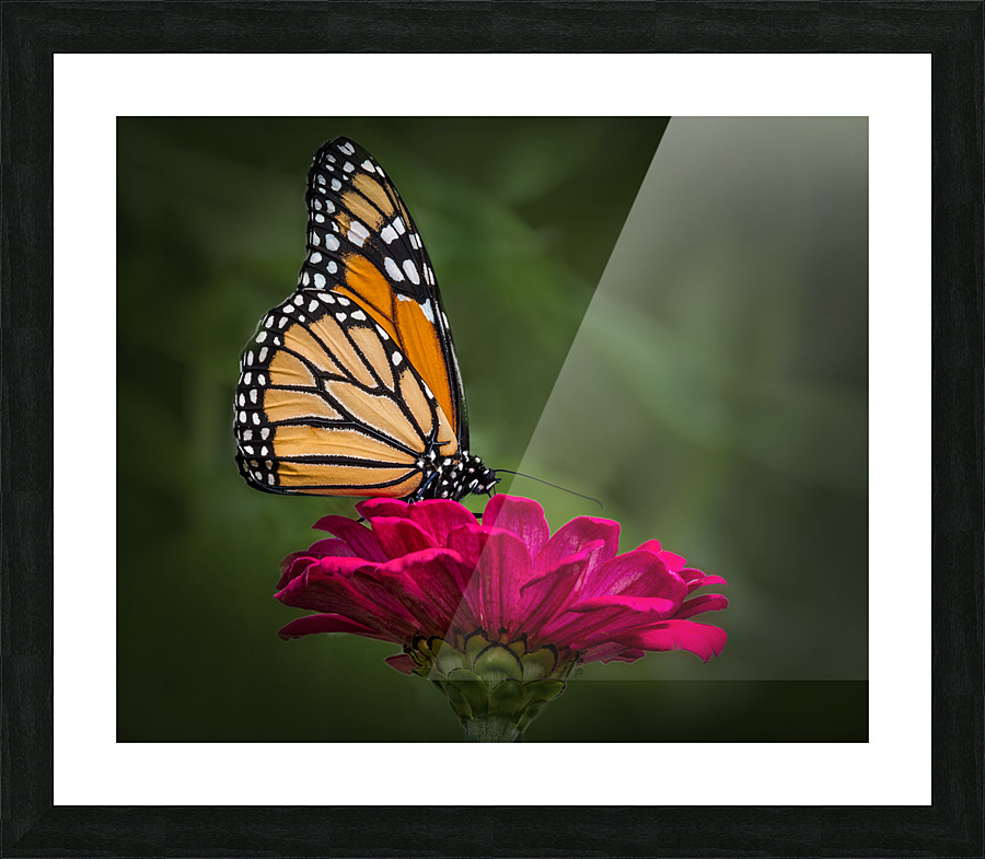 Butterfly 1  Framed Print Print