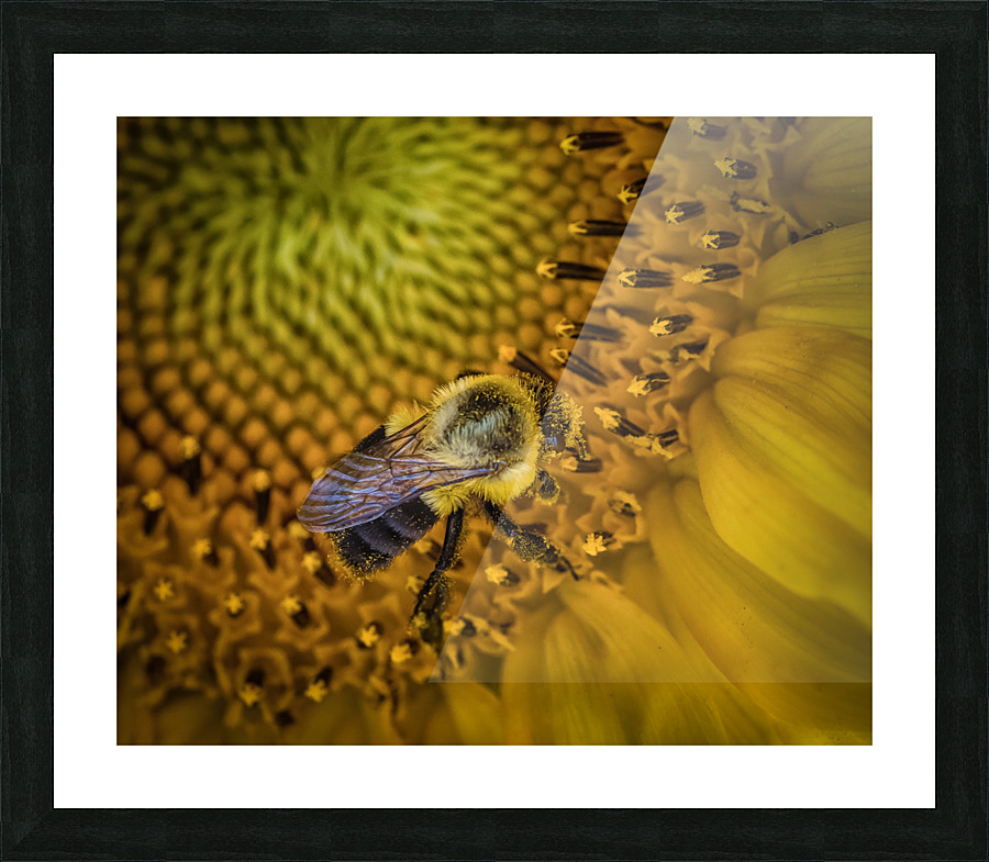 Bumble bee  Framed Print Print