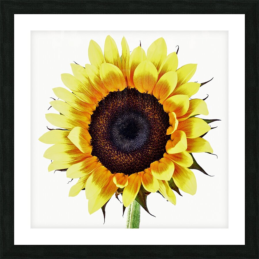 Sunny Picture Frame print