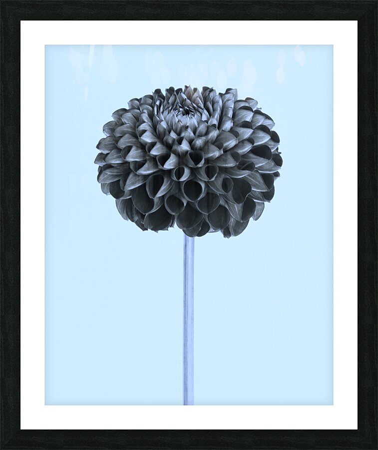 Oh Sweet Dahlia  Picture Frame print