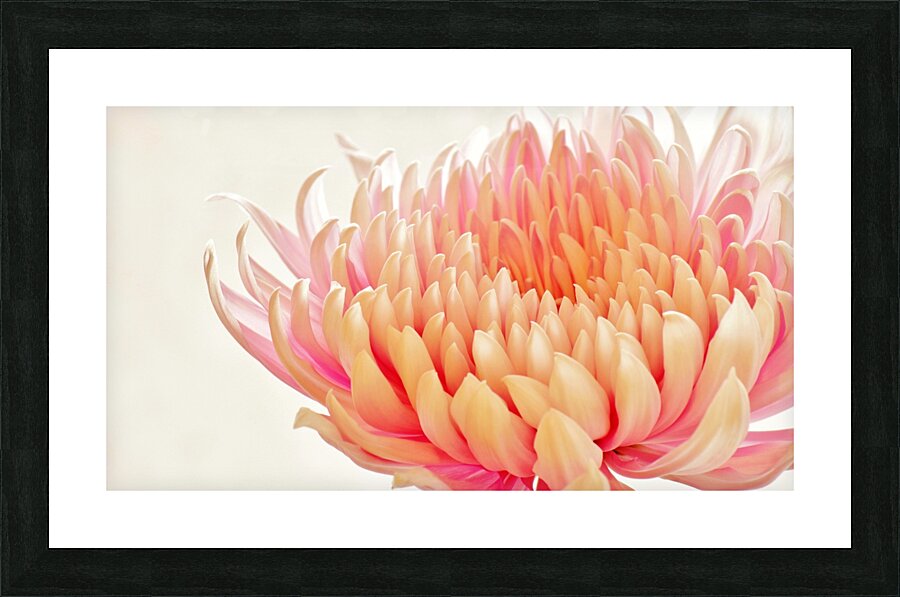 Sweet Blush Picture Frame print