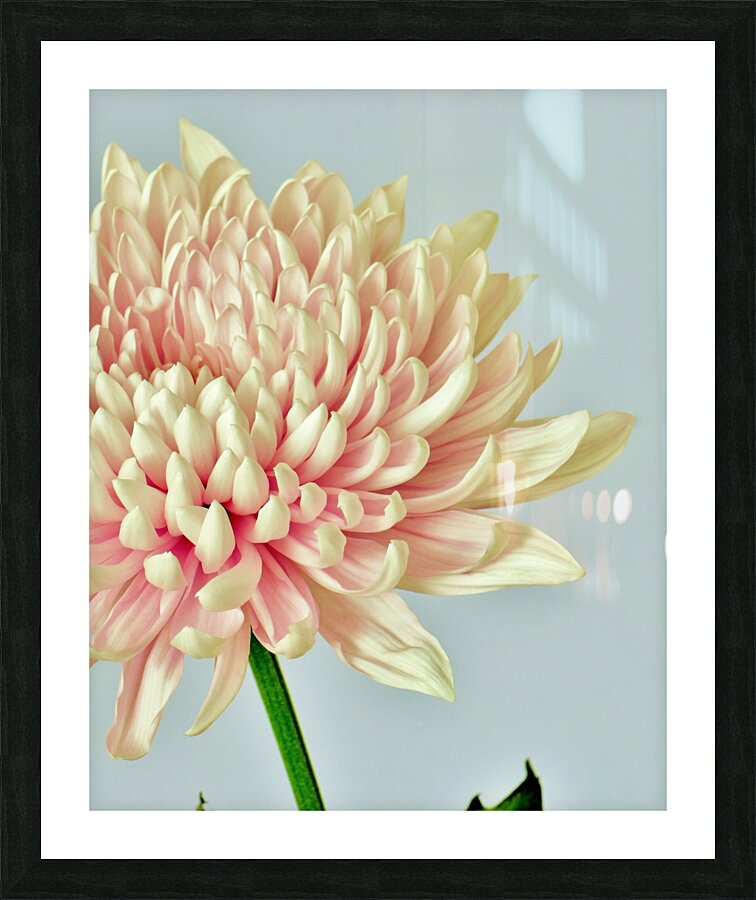 Fresh Picture Frame print