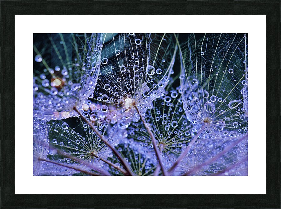 Rainy Day Salsify Picture Frame print