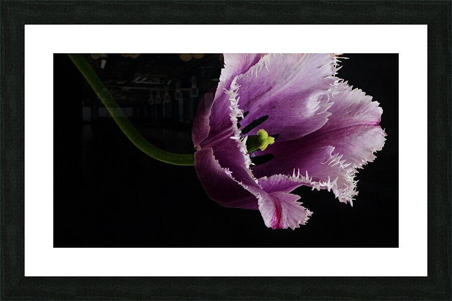 Tulipa Picture Frame print