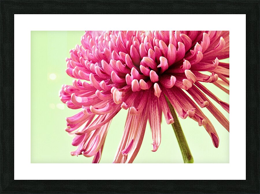 Blushing Chrysanthemum Picture Frame print