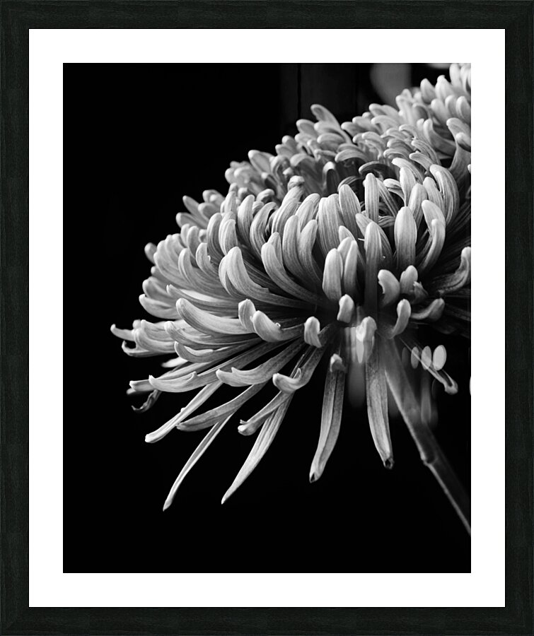 In Full Bloom Picture Frame print