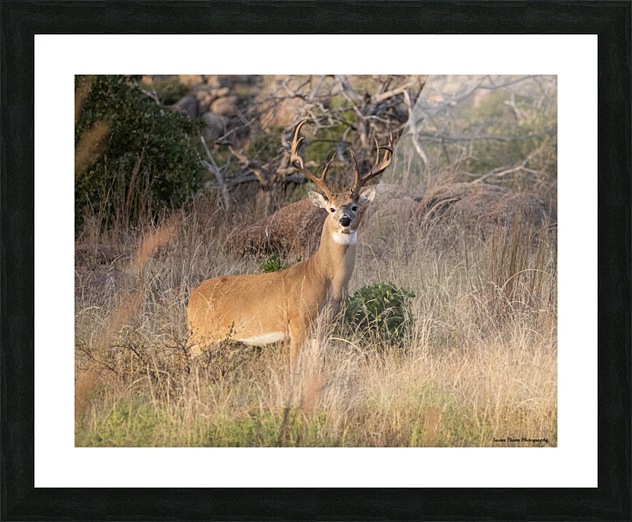 Buck Picture Frame print