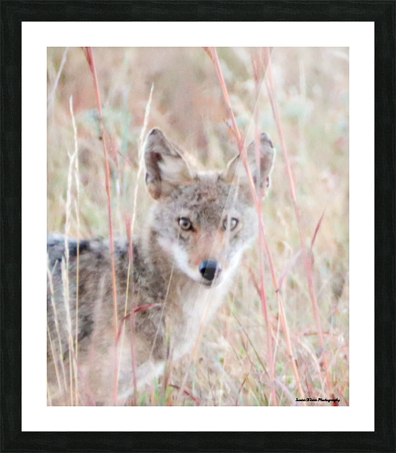 Little Coyote Picture Frame print