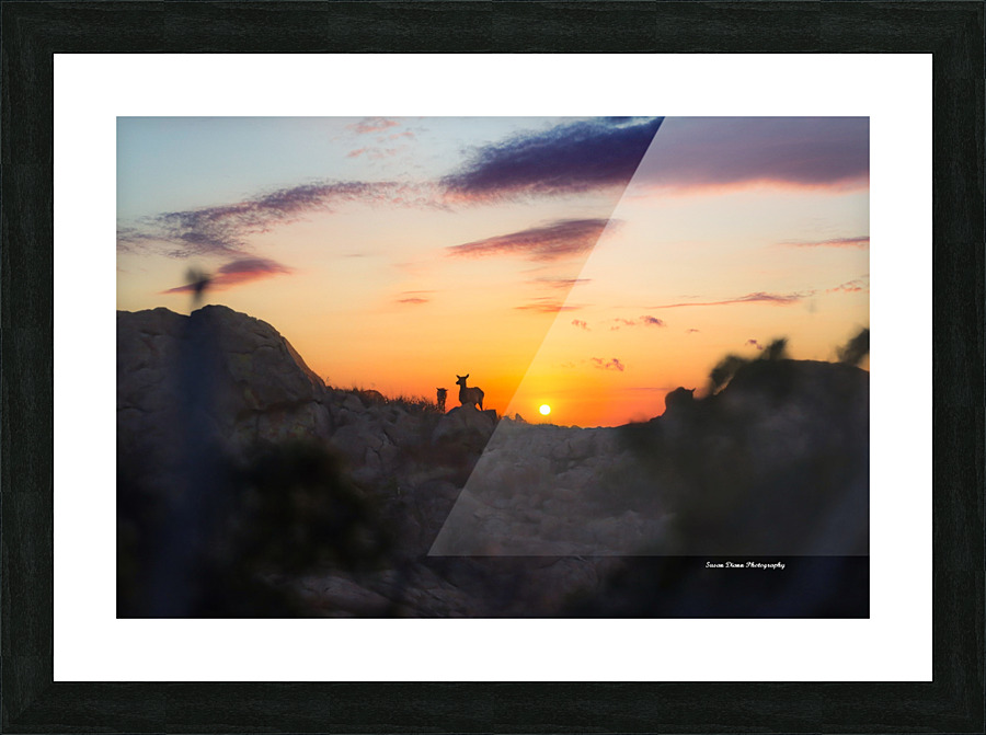 Elk Sunrise Picture Frame print