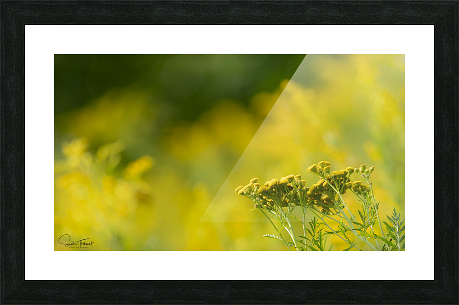 Jaune  Framed Print Print