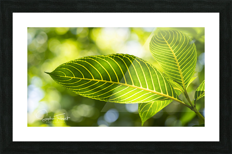 Vert vert  Framed Print Print