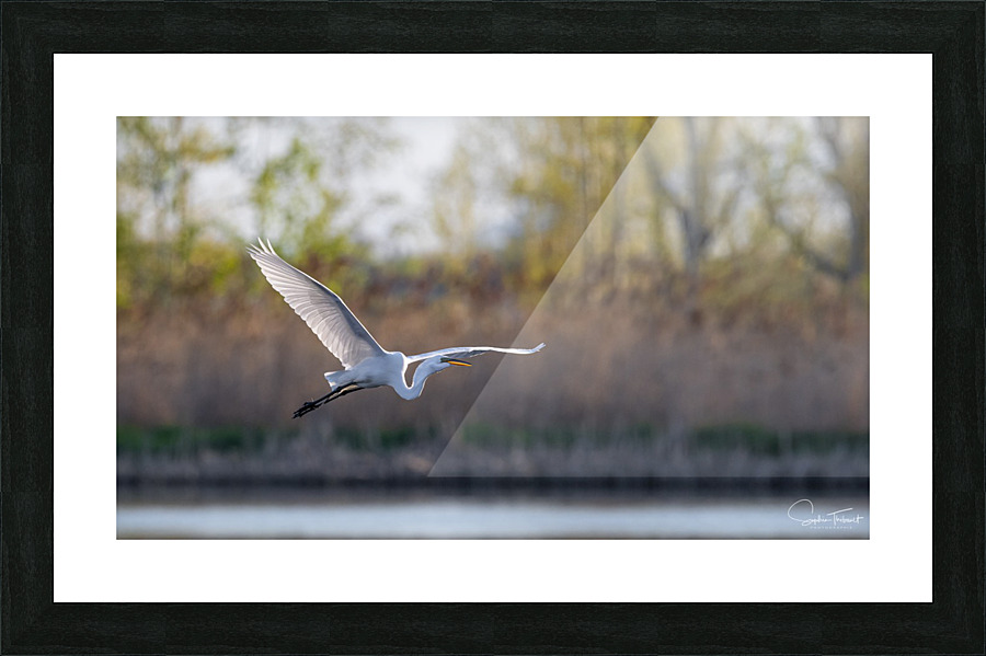 Vol de la grande aigrette   Framed Print Print