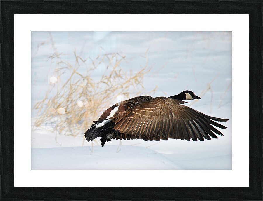 Winter Goose Picture Frame print