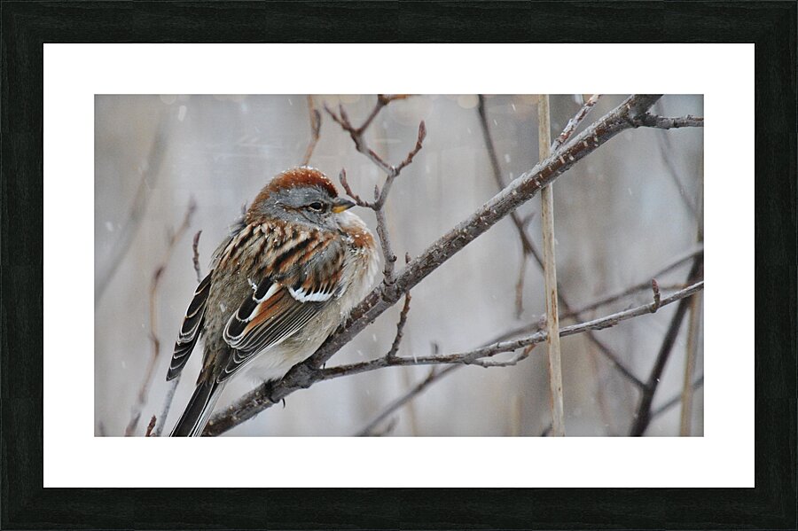 Winter Sparrow Picture Frame print
