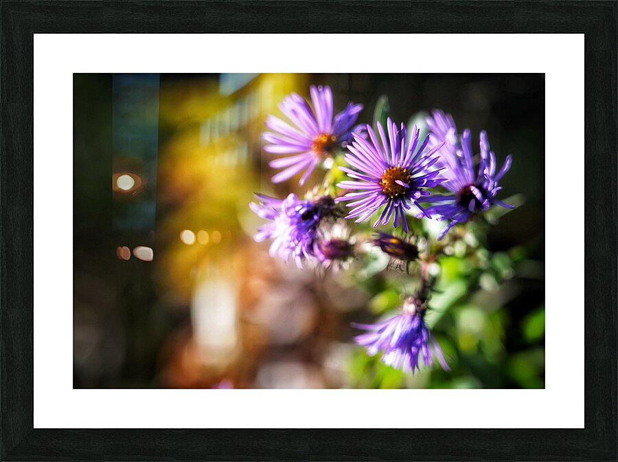 Purple Flower Haze Picture Frame print