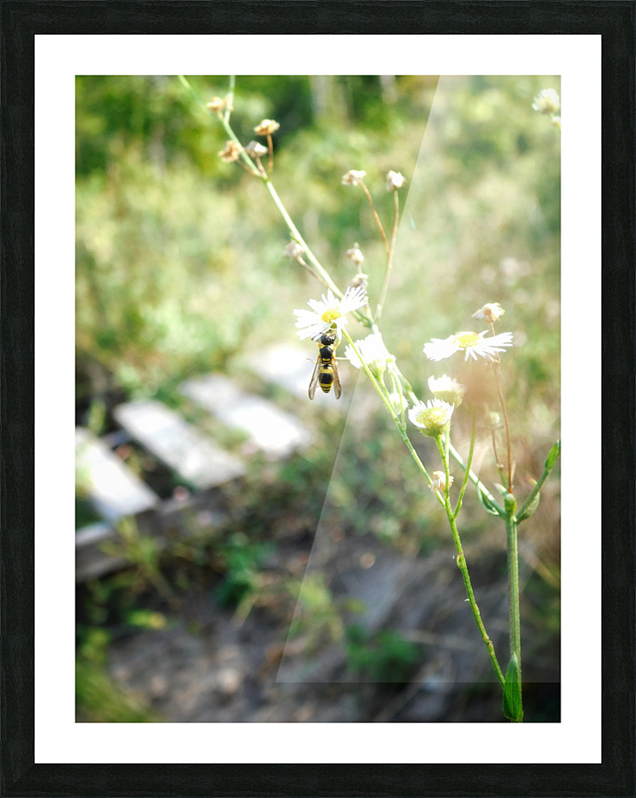 Wasp on Flower Picture Frame print