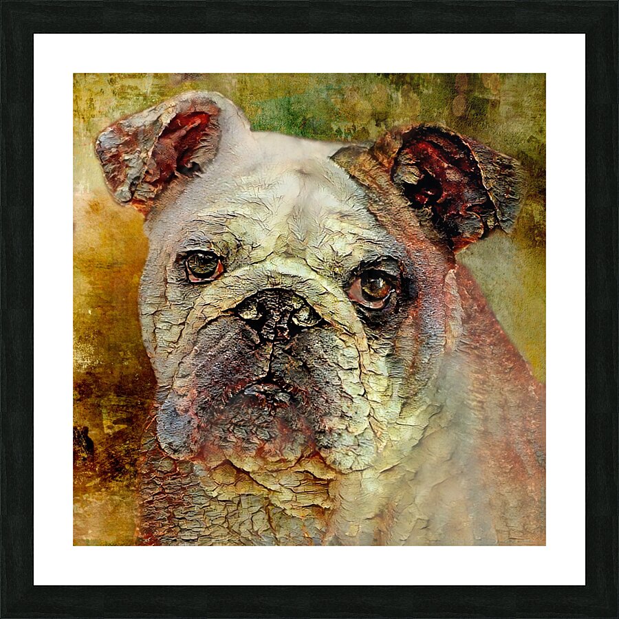 Portrait Of An English Bulldog Picture Frame print