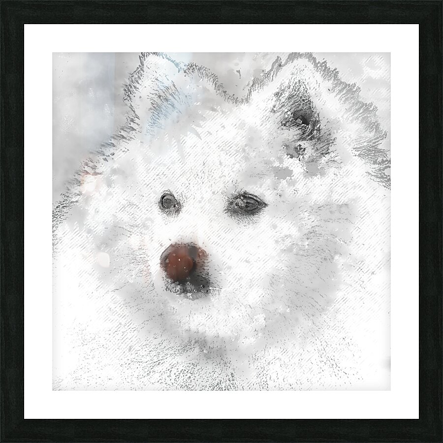 American Eskimo Spitz Picture Frame print