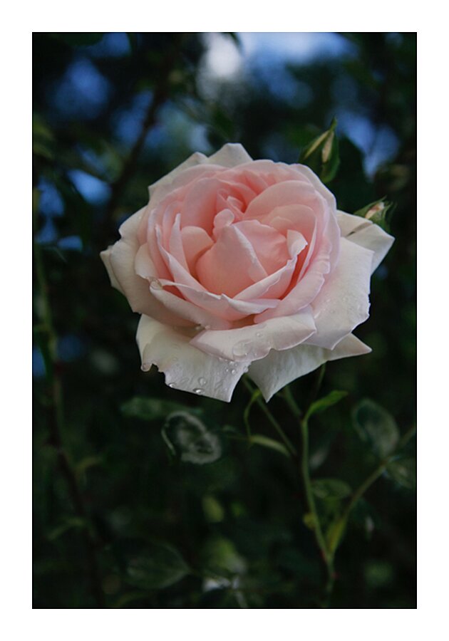  Pink Promise Picture Frame print