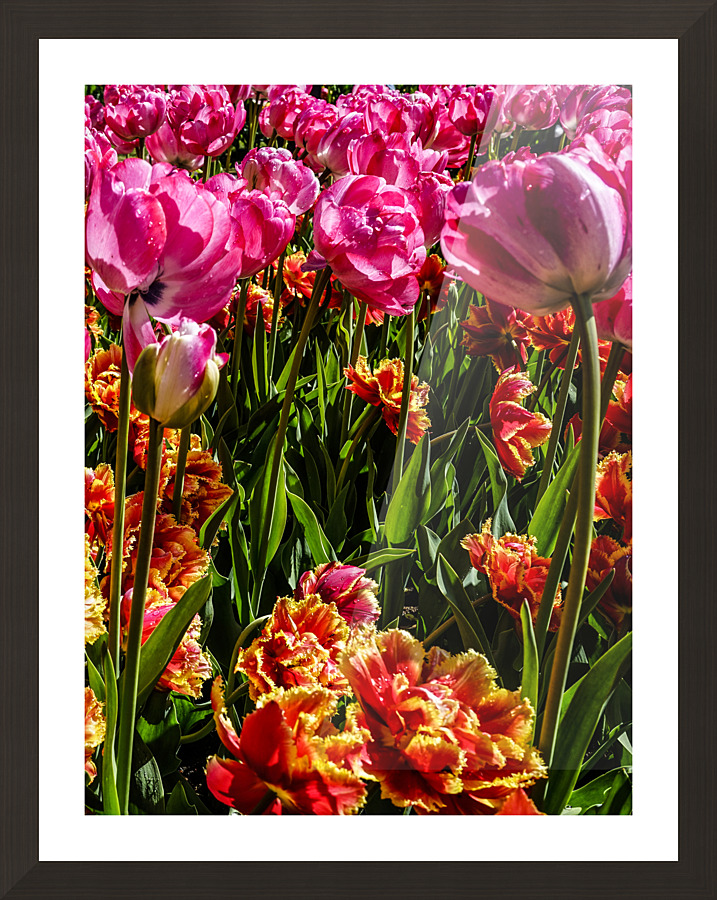 Spring Tulips After the Rain Long Exposure 10 of 16 Keukenhof Netherlands Picture Frame print