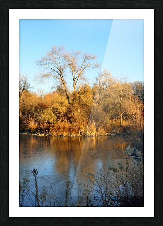 Warm and Cool - fall colors reflected on frozen pond Picture Frame print