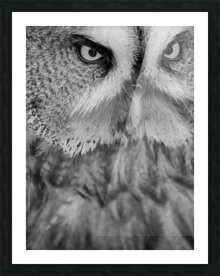 Great Grey Owl close-up  Framed Print Print