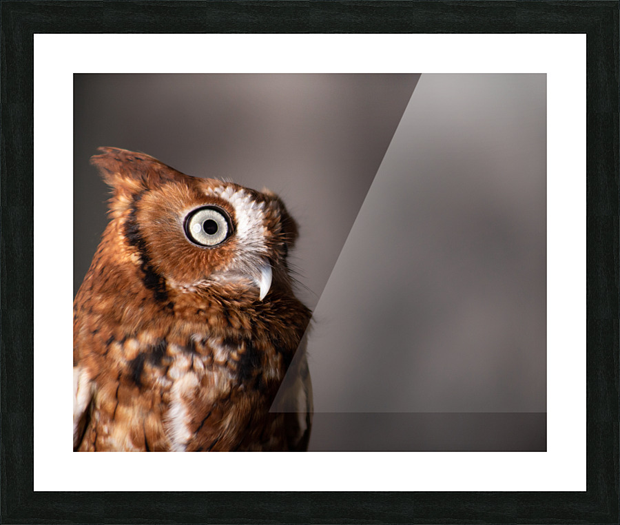 Wildlife photograph of a Screech Owl Picture Frame print