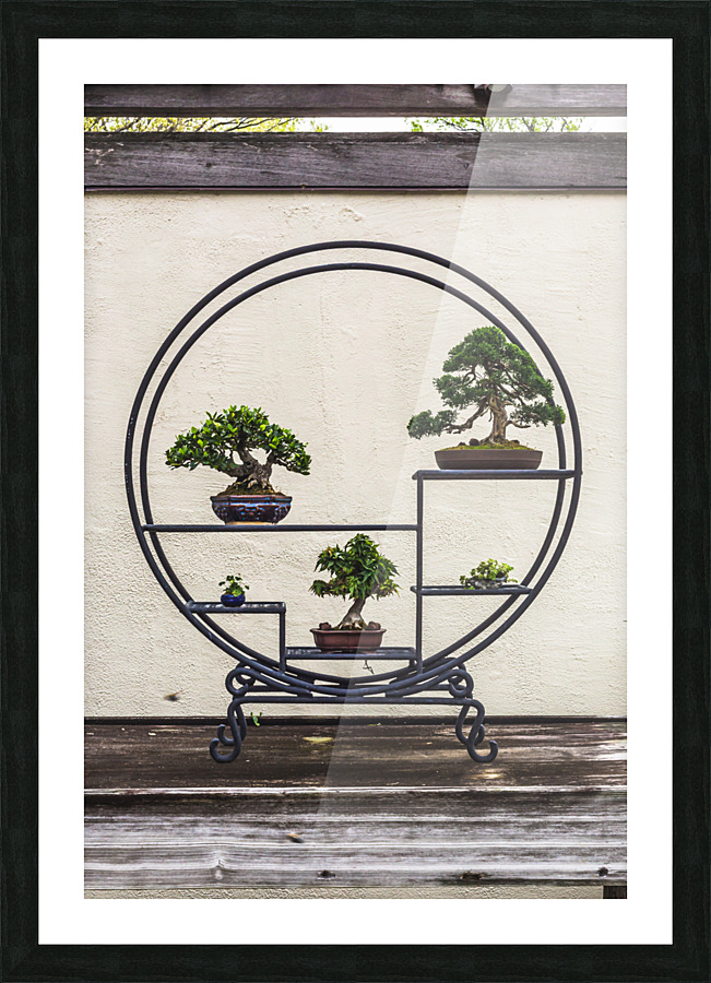 Bonsai Display from the United States National Arboretum Picture Frame print